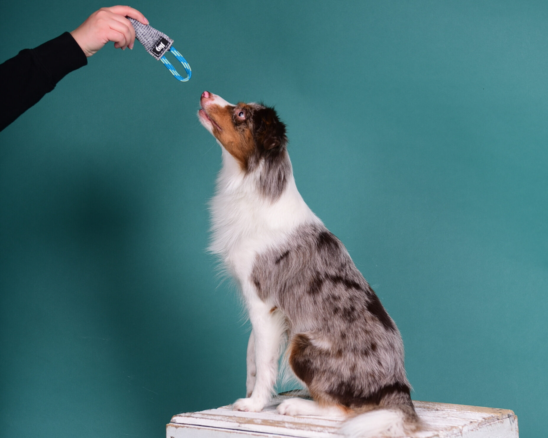 Stephanie Rembiak Hundeschule